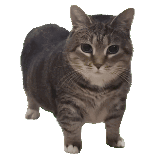 Funny Cat